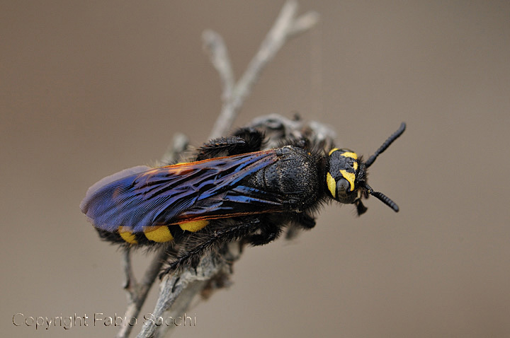 Colpa sexmaculata (Scolidae).